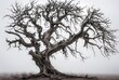 © lareyna - a dramatic bare spooky tree with winding branches on a plain white background