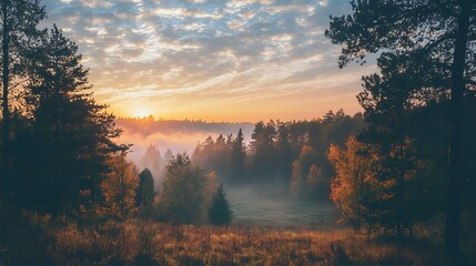 Wall Mural - Sunrise over foggy forest. Autumn landscape.