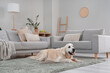 © Pixel-Shot - Adorable Labrador dog lying on carpet at home