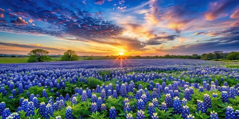 Wall Mural - Panorama of a beautiful green field with bluebonnets flowers at soft sunset, bluebonnets, field, green, panorama, sunset