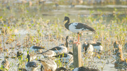Wall Mural - magpie goose standing on a post in a flock of geese and ducks