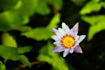 Wall Mural - Top view of beautiful purple lotus flower.