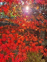 Canvas Print - maple leaf
