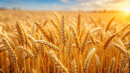 Wall Mural - closeup of golden wheat ears in a vast field , harvest, agriculture, farm, summer, crop, nature, gro