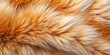 © Jotch - Close up of soft and fluffy fox fur texture background, fox, fur, animal, close-up, texture, soft, fluffy, wildlife, red, orange