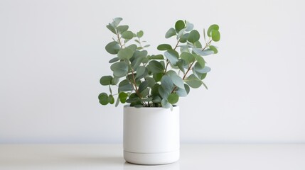 Eucalyptus plant in a modern white pot bringing a touch of nature and greenery to indoor spaces for fresh and vibrant decor