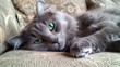 © Rizvan - Fluffy gray cat with striking green eyes resting on a patterned sofa, gazing playfully at the camera in a cozy indoor setting.