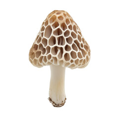 Wall Mural - A mushroom with a white stem and a brown cap Transparent Background