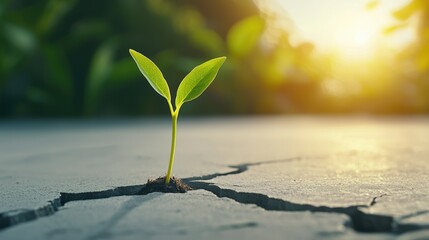 Wall Mural - a single seedling sprouting from cracked concrete, reaching towards the sun, representing the resili