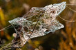 © Prikhodko - A spider web is shown in a blurry image, with a few strands of web visible