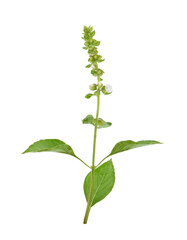 Wall Mural - Fresh Ocimum ×citriodorum leaves Isolated on a transparen png.