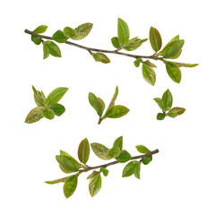 Wall Mural - spring twig with small green leaves isolated on white or transparent background