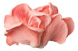 © Natalia - PNG Pink oyster mushroom with delicate gills