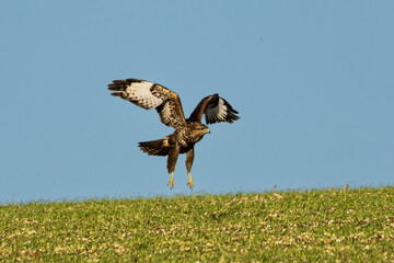 Wall Mural - Buzzard landing in the field. Wings outstretched.