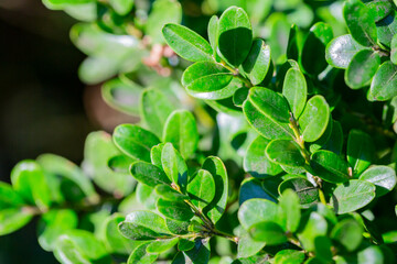 Wall Mural - Buxus microphylla is a type of dwarf evergreen shrub plant found in Japan. Background of green leaves.