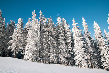 Wall Mural - amazing winter landscape with snowy fir trees