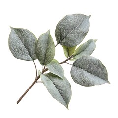 Gray dogwood leaf isolated on a white background, close up