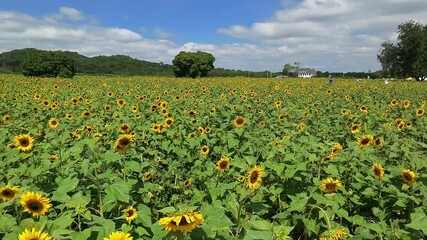 Wall Mural - aerial rotating view of cultivated sunflower field, drone high angle shot