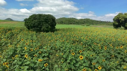 Wall Mural - aerial view of cultivated sunflower field, drone high angle shot
