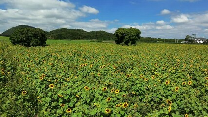 Wall Mural - aerial view of cultivated sunflower field, drone high angle shot
