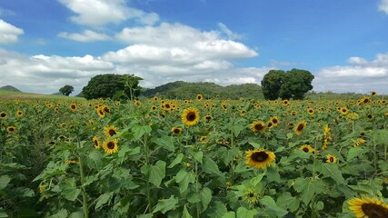 Wall Mural - aerial view of cultivated sunflower field, drone high angle shot
