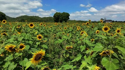 Wall Mural - aerial view of cultivated sunflower field, drone high angle shot