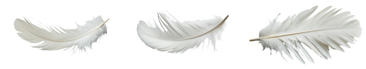 Wall Mural - delicate white feathers gracefully arranged on a plain background for artistic display