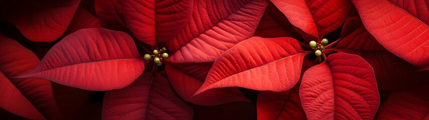 Wall Mural - Abstract background with red Poinsettia leaves. Horizontal composition, banner.