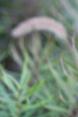 Wall Mural - a dreamy view of grasses growing in the meadow.