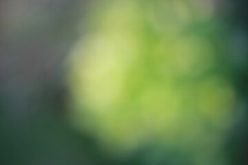 Wall Mural - a dreamy view of the green foliage growing in the summer garden.