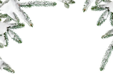 Wall Mural - branches of christmas tree ( spruce ) covered of hoarfrost and snow in winter on a white background 
