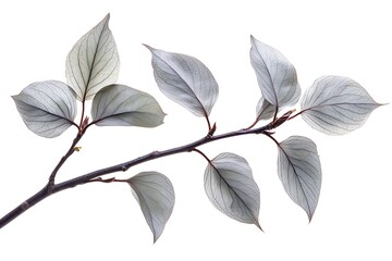 Gray dogwood leaf isolated on a white background, close up