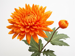 Wall Mural - Isolated orange chrysanthemum on a clean white background