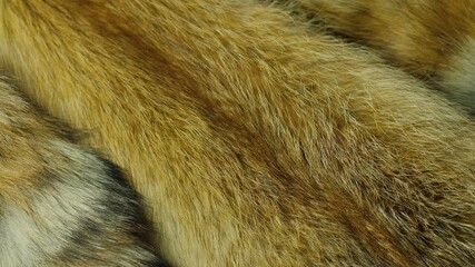 close up red fox fur rotation, breeding animals for fur production, hunter's trophies fox fur