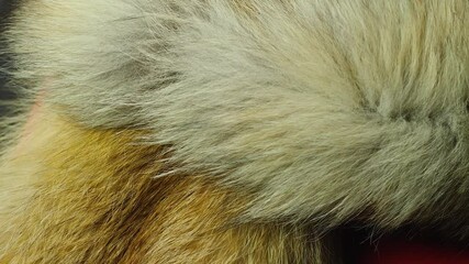 close up red fox fur rotation, breeding animals for fur production, hunter's trophies fox fur
