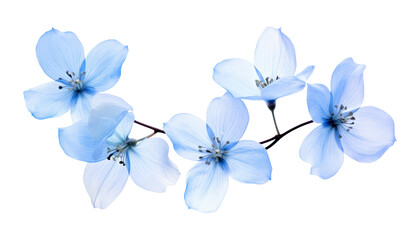Wall Mural - light blue flowers border isolated on transparent background cutout