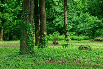 Wall Mural - forest landscape greenery lawn summer ordinary day time trees and curly plants