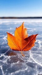 Wall Mural - A single orange leaf floating on top of a frozen lake