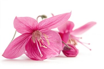 Wall Mural - A close-up shot of a single pink flower against a pure white background, ideal for use in editorial and commercial projects