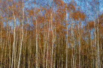 Wall Mural - Selective focus of tree trunks in the forest, White bark in Autumn with orange leaves, Birch is a thin leaved deciduous hardwood tree of the genus Betula in the family Betulaceae, Natural background.