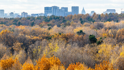 Wall Mural - above view of colorful city park on autumn day