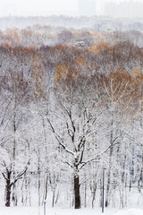 Canvas Print - above view of trees in city park with first snow