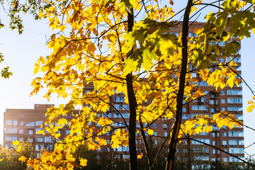 Wall Mural - sunlit yellow maple leaves and house on background