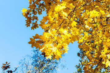 Wall Mural - maple branch with yellow leaves and blue sky