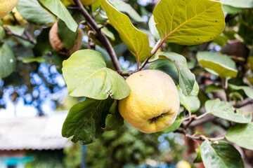 Wall Mural - ripe quince fruit on tree twig close up in village