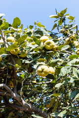 Wall Mural - yellow quince fruits on tree on sunny autumn day
