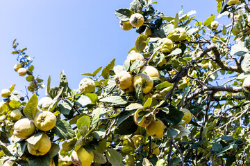 Wall Mural - many ripe quince fruits on tree on sunny day