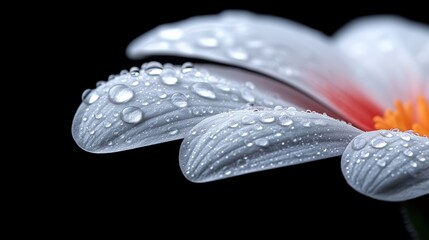  a white flower with water droplets glistening on its petals, set against a dark background