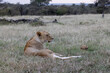 © theStorygrapher - Lioness sitting majestically in the grasslands of Masai Mara, exuding strength and serenity. A stunning wildlife stock photo that captures the elegance of this apex predator in the heart of Africa