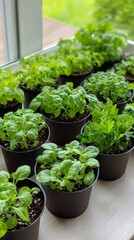 Poster - Green herbs growing in small pots on a wooden tray indoors in natural light